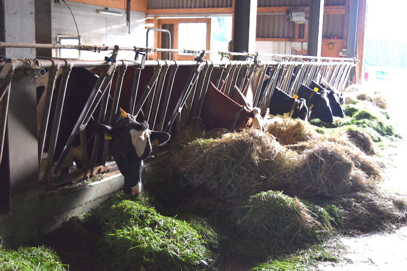 Den Kühen von Peter Schweizer und Markus Bommer fehlt die Struktur im Futter. Mit der Zufütterung von Heu könnte das Problem gelöst werden.
