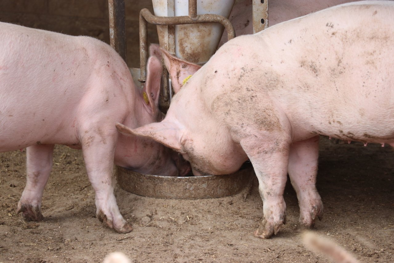 Soja ist der wichtigste Eiweissträger für die Nutztierfütterung. (Bild BauZ))