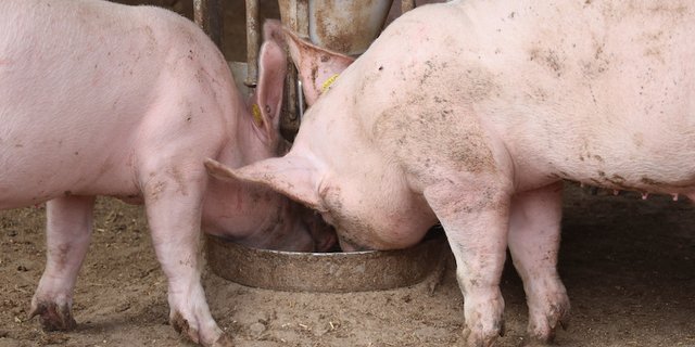 Soja ist der wichtigste Eiweissträger für die Nutztierfütterung. (Bild BauZ))