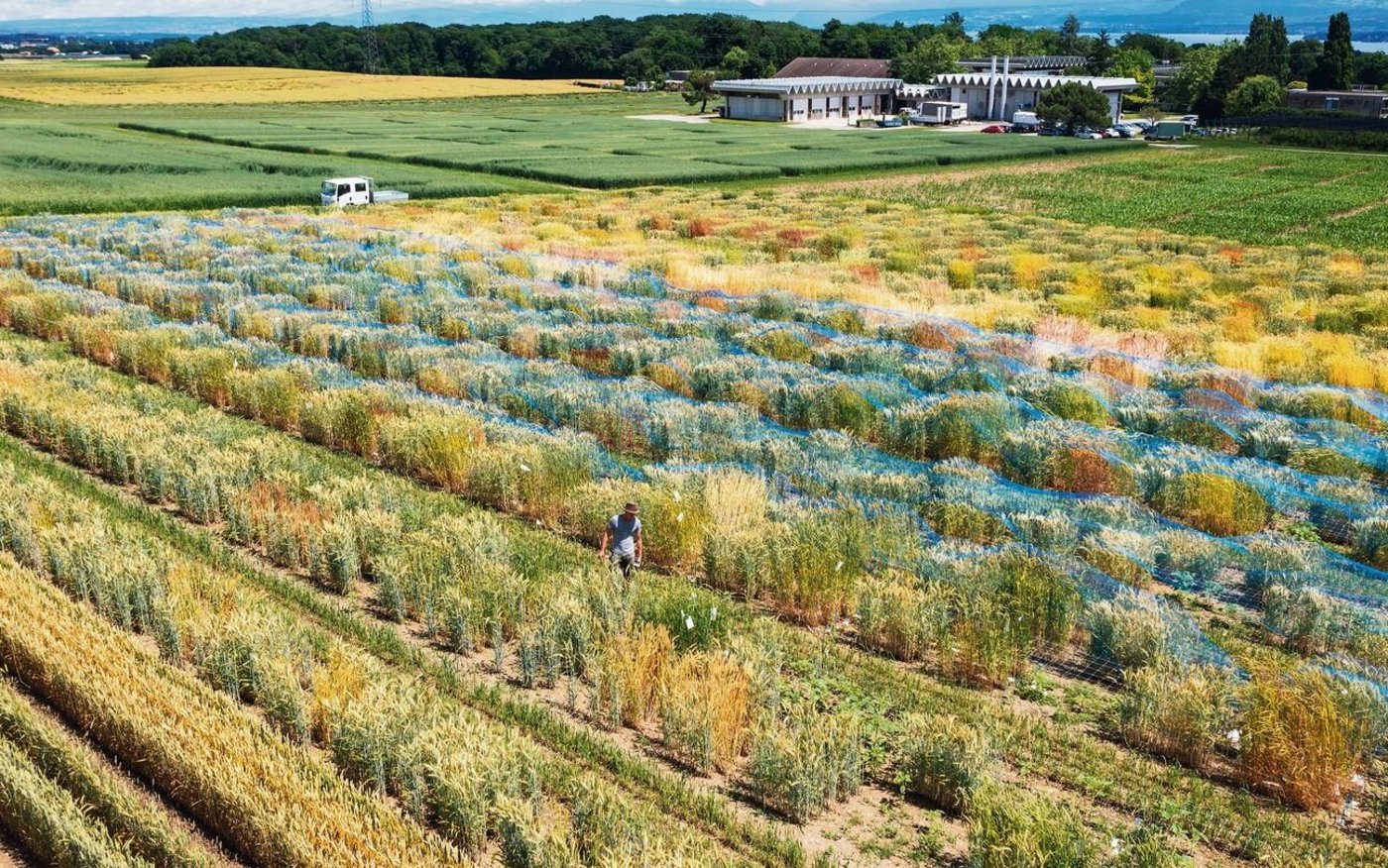 Die Winterweizenversuche am Standort Changins: Explizit mit verschiedener Bodenbearbeitung wird nicht getestet.