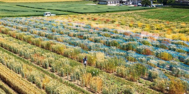 Die Winterweizenversuche am Standort Changins: Explizit mit verschiedener Bodenbearbeitung wird nicht getestet.