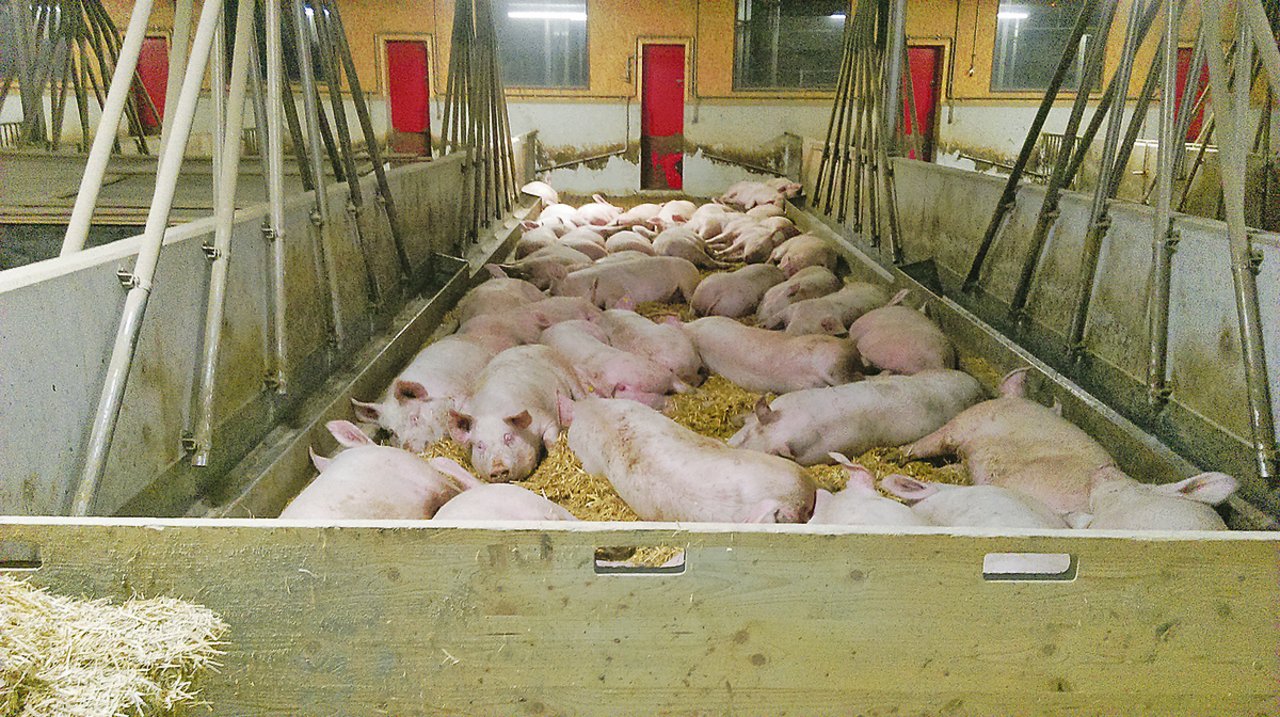 Kräuterschweine im Stall. Es braucht noch Betriebe. (Bild zVg)