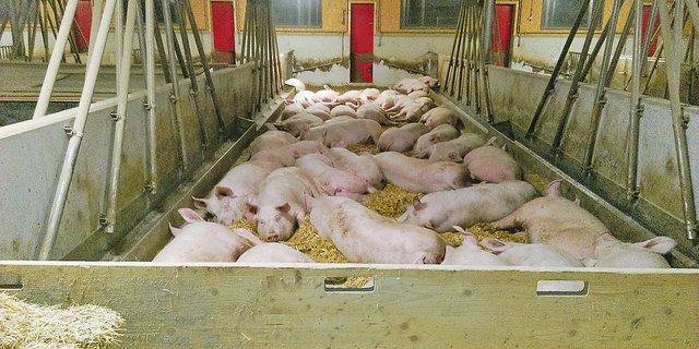 Kräuterschweine im Stall. Es braucht noch Betriebe. (Bild zVg)