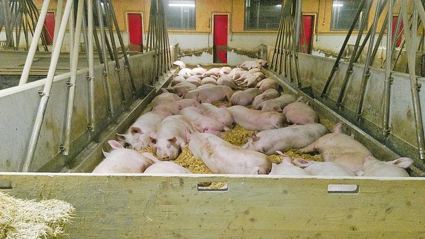 Kräuterschweine im Stall. Es braucht noch Betriebe. (Bild zVg)