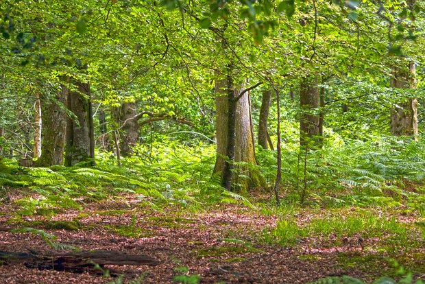 Wälder haben viel zu bieten. (Bild Pixabay)