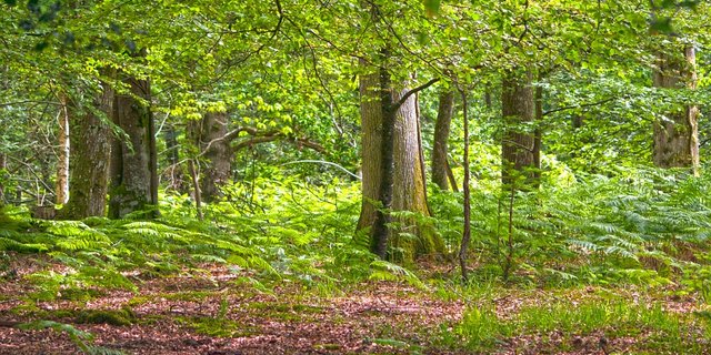 Wälder haben viel zu bieten. (Bild Pixabay)