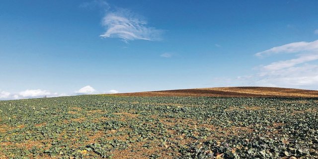 Die Bise hat den Haupteinflug bisher zwar verzögert, die Temperaturkurven für die nächsten Tage zeigen aber ideales Flugwetter für den Rapsstängelrüssler und den Kohltriebrüssler. Anstatt mit Pyrethroiden gegen Schädlinge vorzugehen, kommen alternative Methoden zunehmend infrage. Deren Wirkung wurde mittlerweile von diversen Studien bestätigt.
