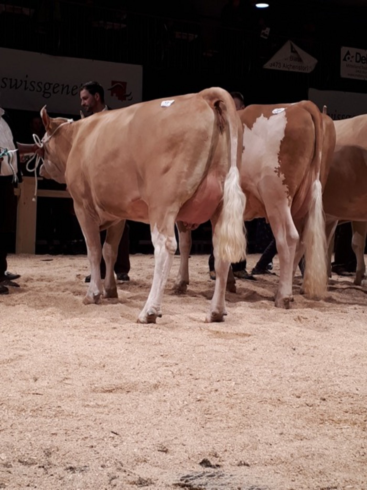 Kategorie Simmentaler