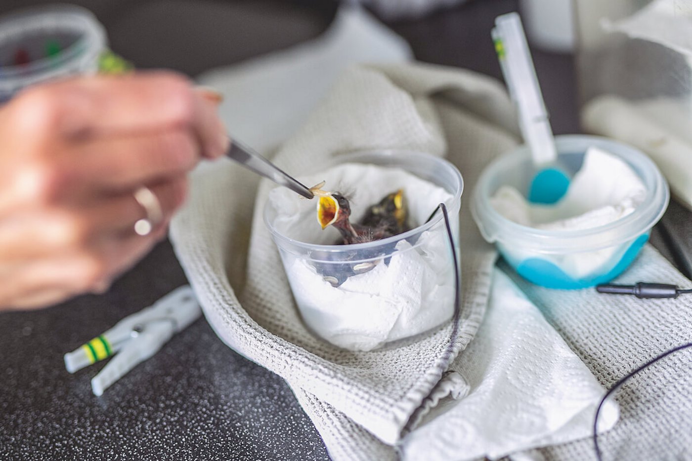 Alle 15 Minuten müssen diese kleinen Piepmatze in der ersten Zeit gefüttert werden. (Foto: Pia Neuenschwander)