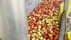 Das derzeitige Ernteausgleichssystem beim Mostobst sorgt für Diskussionen. 