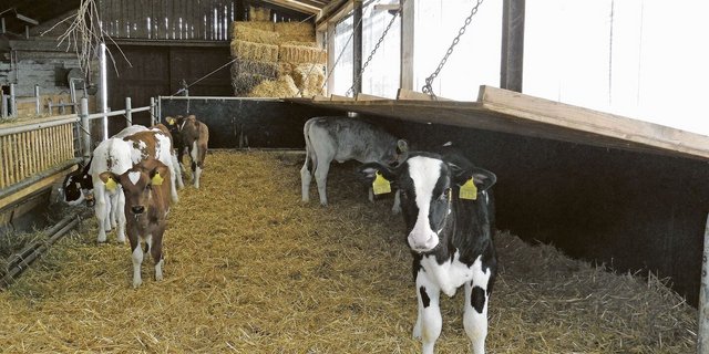 Grosse Kälbergruppen mit grossen Altersunterschieden führen zu Stress und vermehrten Krankheitsinfektionen. 