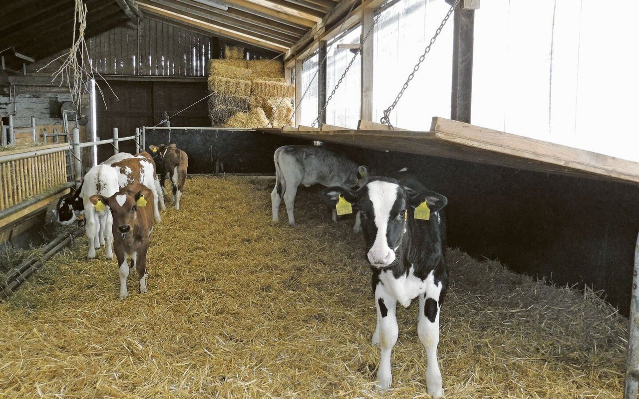 Grosse Kälbergruppen mit grossen Altersunterschieden führen zu Stress und vermehrten Krankheitsinfektionen. 