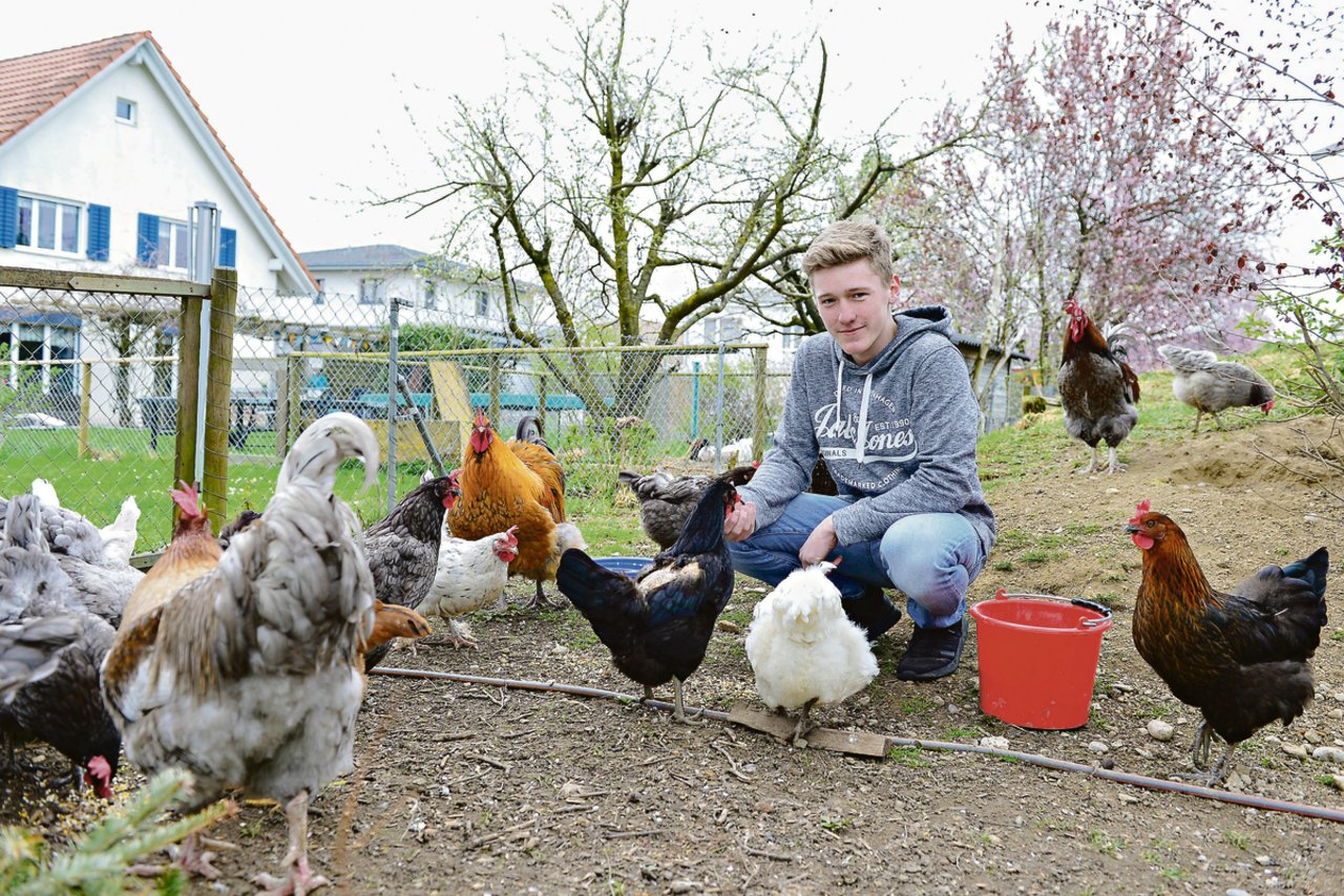 Noah Grossenbacher inmitten einer seiner drei Hühnerherden.(Bilder Daniela Ebinger)
