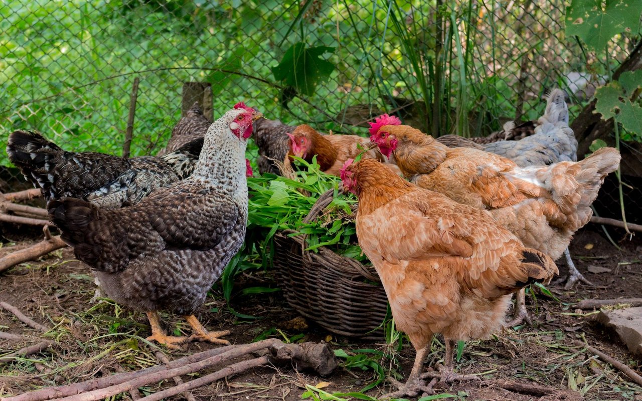 Hühner fressen nicht nur Körner, sondern freuen sich auch über eine grosse Auswahl an verschiedenem Grünfutter. 
