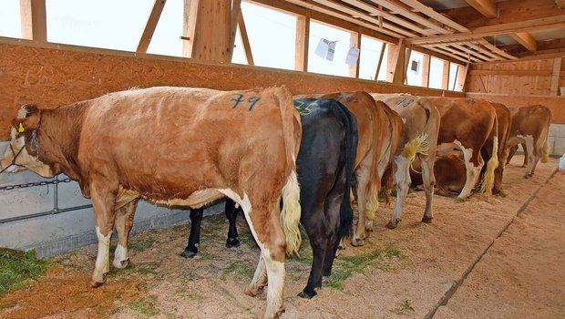 Die Rinder für die Mutterkuhhaltung lösten einen Durchschnittspreis von 3846 Franken. Das teuerste, ein Limousin-Rind, angeboten von Hans Liechti, Eggwil, ging für 4600 Franken weg. 