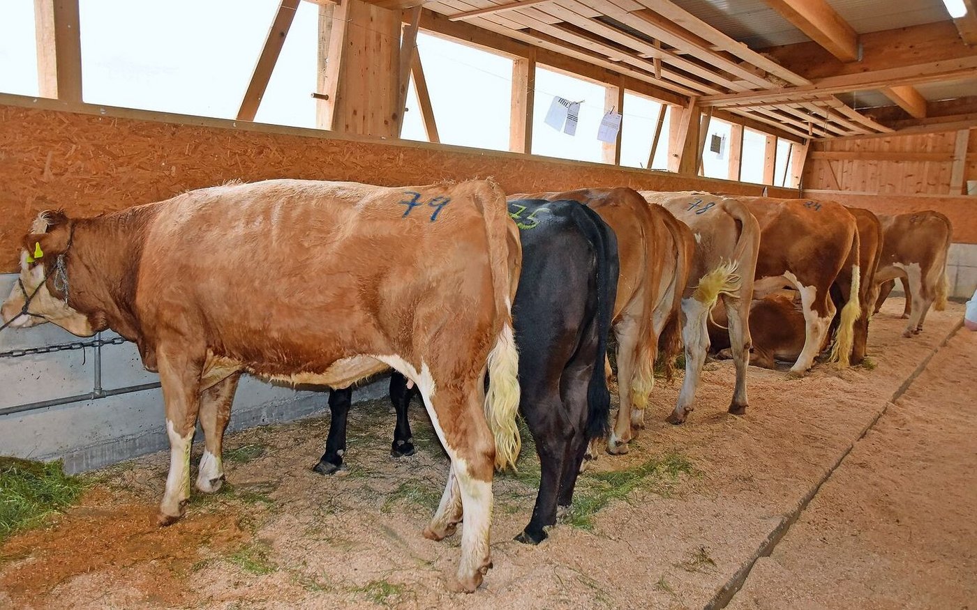 Die Rinder für die Mutterkuhhaltung lösten einen Durchschnittspreis von 3846 Franken. Das teuerste, ein Limousin-Rind, angeboten von Hans Liechti, Eggwil, ging für 4600 Franken weg. 