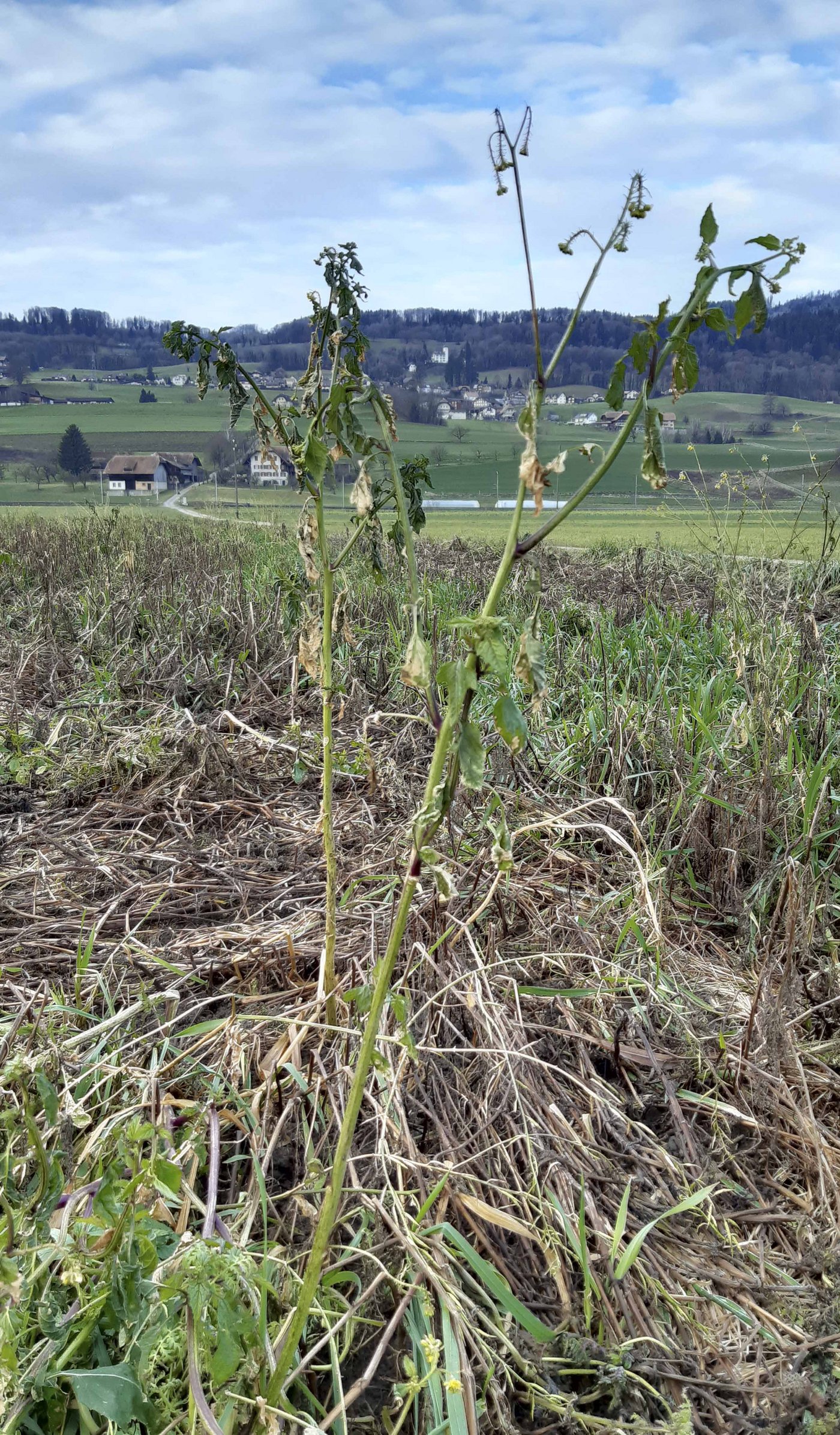 Der Senf gehört zur Familie der Kreuzblütler und kann Krankheiten auf die Folgekultur übertragen.
