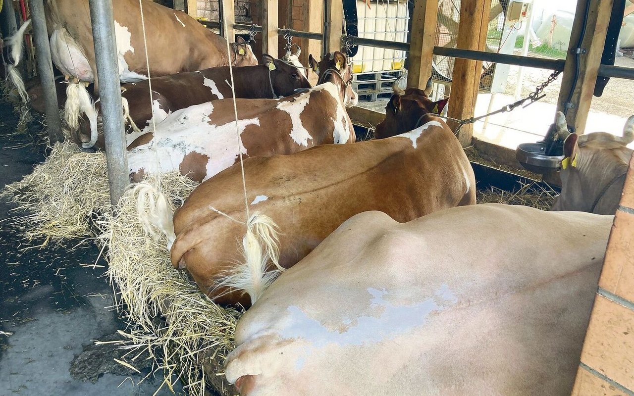 Die Familie Dürrenmatt sind begeisterte Swiss-Fleckvieh-Züchter. Im Stall stehen durchschnittlich 40 Kühe von hervorragender Qualität. 