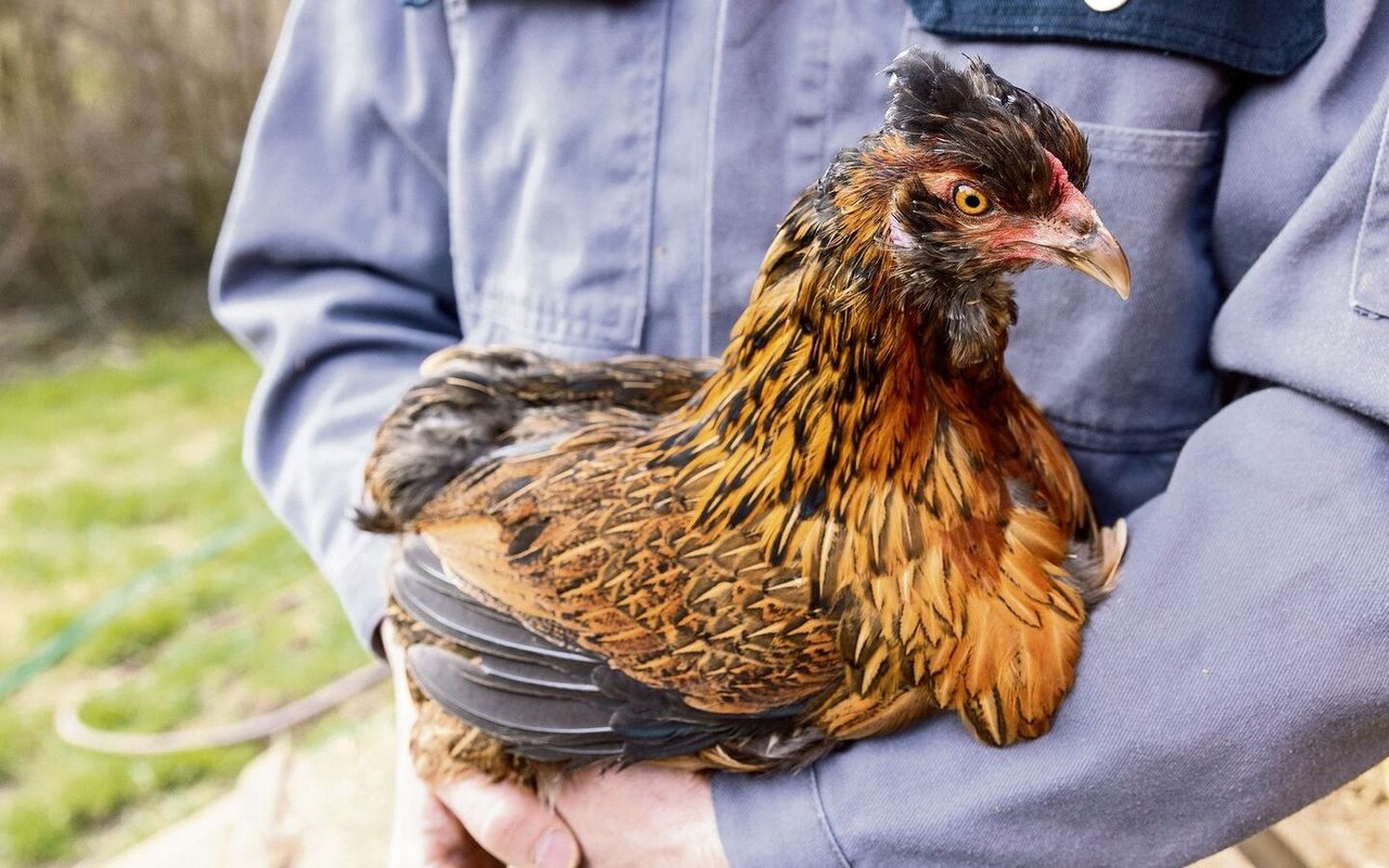 Araucana sind sehr lebhafte Hühner, die grüne Eier legen. Die Rasse wurde von Indigenen in Südamerika entdeckt.