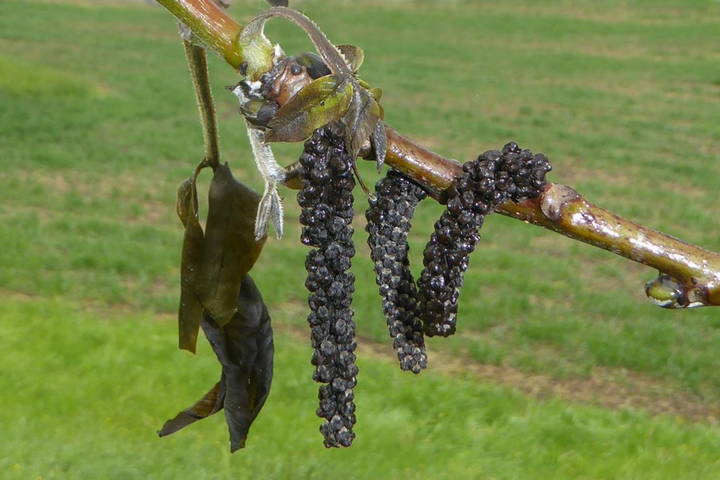 Bei den Nussbäumen sind die Blüten und Blätter gänzlich abgefroren und haben sich inzwischen schwarz verfärbt. (Bild Andreas Walker)