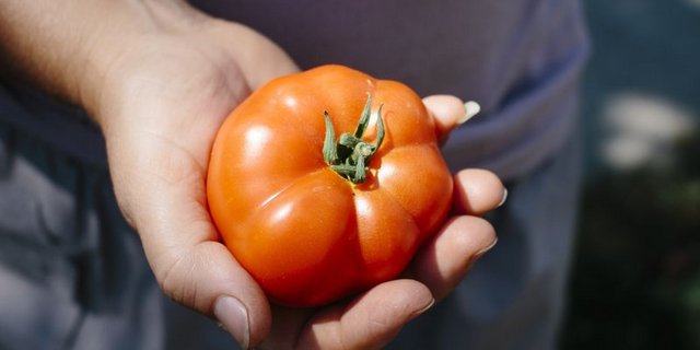 n Italien fehlen wegen der Corona-Krise viele Erntehelfer - auch für die Tomatenernte. Jetzt sollen illegale Saisonniers vorübergehend legal arbeiten dürfen. (Symbolbild Pxabay)