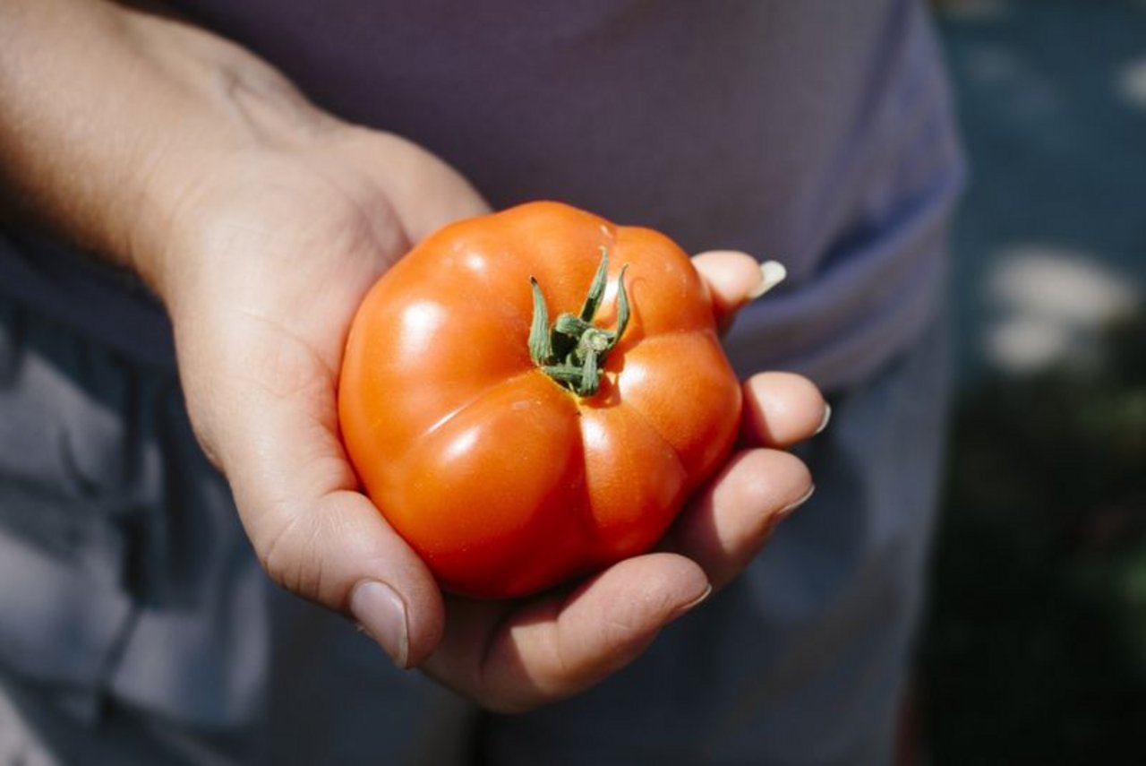 n Italien fehlen wegen der Corona-Krise viele Erntehelfer - auch für die Tomatenernte. Jetzt sollen illegale Saisonniers vorübergehend legal arbeiten dürfen. (Symbolbild Pxabay)