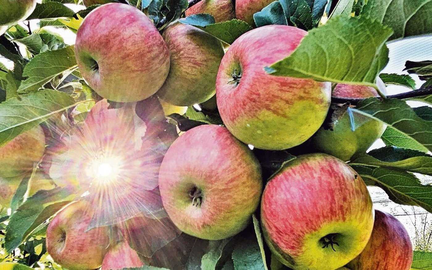 Es glänzt nicht alles im Bio-Apfelanbau: Die hohe Zahl an  Pflanzenschutzbehandlungen fordert die Betriebsleiter.