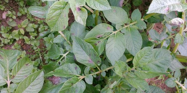 Die Forscher experimentieren mit Kartoffelpflanzen und dem Pilz Phytophthora infestans, dem Erreger der Kraut- und Knollenfäule. (Bild BauZ)