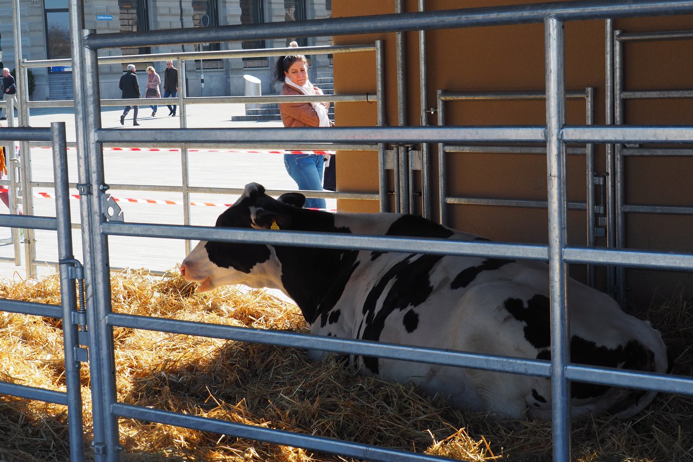 Diese Holsteinkuh nimmt den Rummel gelassen