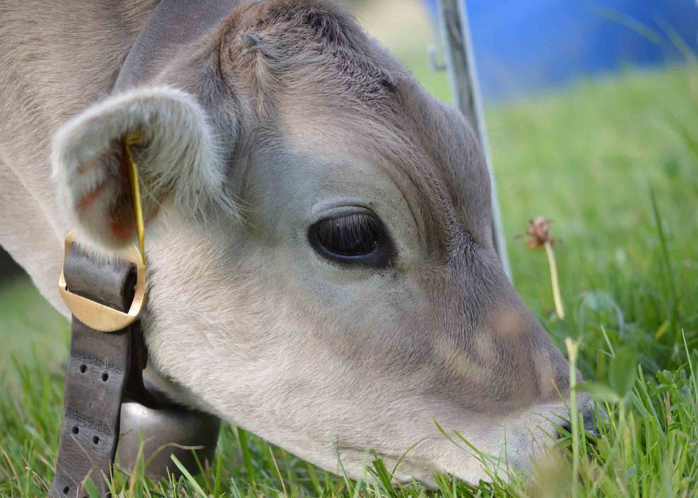 38 Prozent der enthornten Kälber entwickeln eine chronische, trigeminale Überempfindlichkeit. (Bild Barbara Imhof/landwirtschaft.ch)