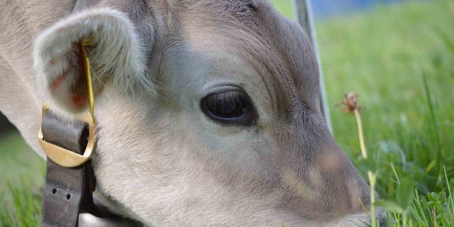 38 Prozent der enthornten Kälber entwickeln eine chronische, trigeminale Überempfindlichkeit. (Bild Barbara Imhof/landwirtschaft.ch)