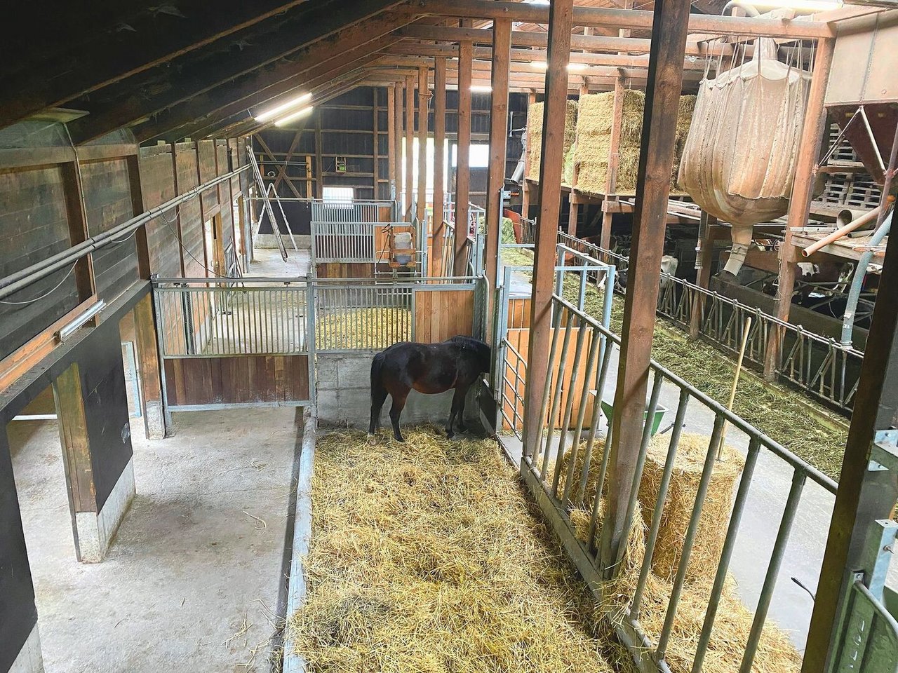 Im Stall von Hürlimanns sind links Pferde und rechts Milchkühe untergebracht. Der Pferdestall ist frisch umgebaut und verfügt über Tiefstreu-Boxen.