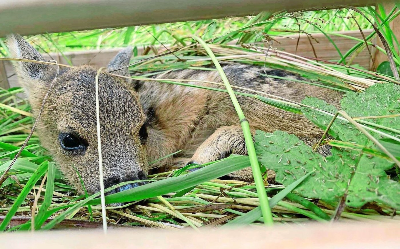 Die Rehkitzrettung mit der Drohne, bis zu 100 Stunden pro Saison, ist für die Jägerin ein Herzensprojekt.
