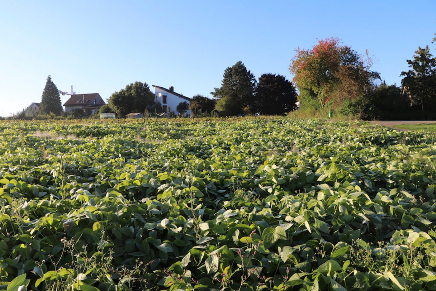 Das Edamamefeld von Klaus Böhler ist von Wohnhäusern umgeben. 