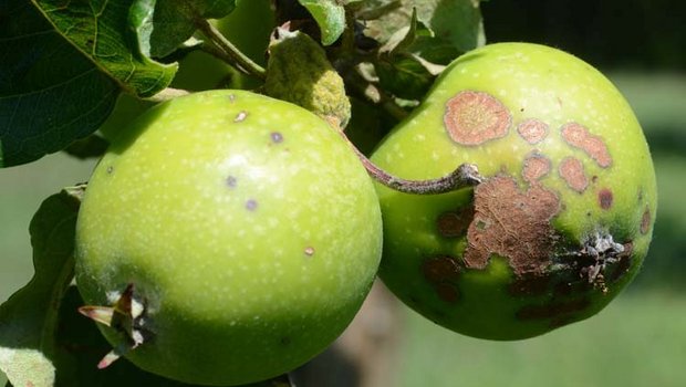 Schon ein einzelner Schorffleck macht Äpfeln als Tafelobst unbrauchbar. Agrometeo macht eine effektive Bekämpfung möglich.. (Foto pflanzenkrankheiten.ch)