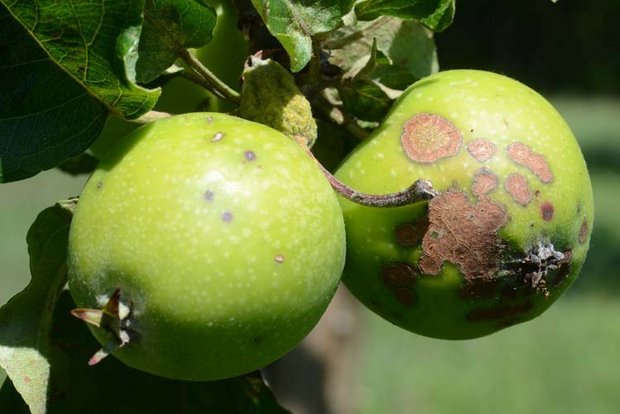Schon ein einzelner Schorffleck macht Äpfeln als Tafelobst unbrauchbar. Agrometeo macht eine effektive Bekämpfung möglich.. (Foto pflanzenkrankheiten.ch)