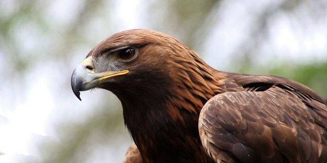 Steinadler fressen andere Vögel, Säuger und Aas. Sie stehen in der Schweiz auf der Roten Liste. (Bild Kevinsphotos/Pixabay) 