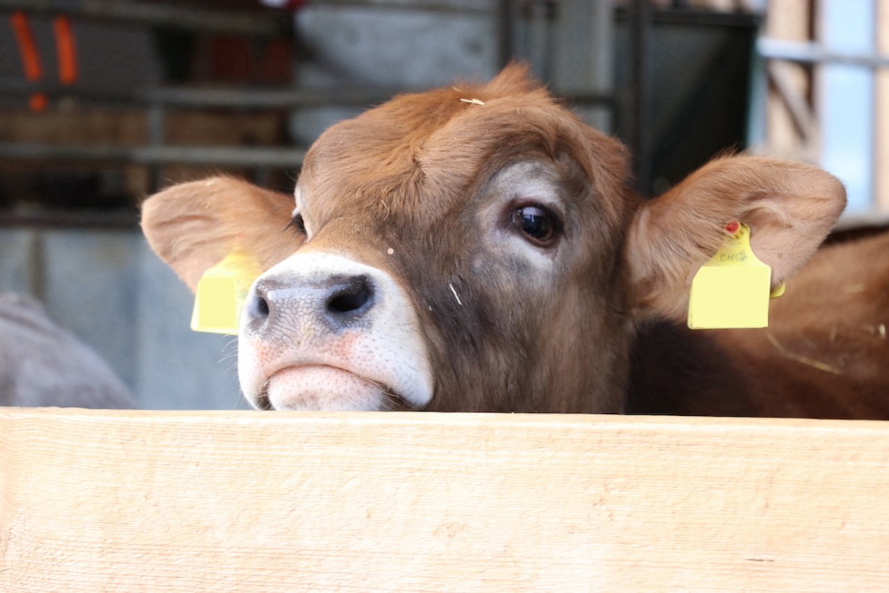 Produzenten von Qualivo-Fleisch müssen Fütterungs- und Haltungsvorschriften einhalten. Dafür sollen sie von gesünderen Tieren und besseren Preisen profitieren können. (Bild BauZ)