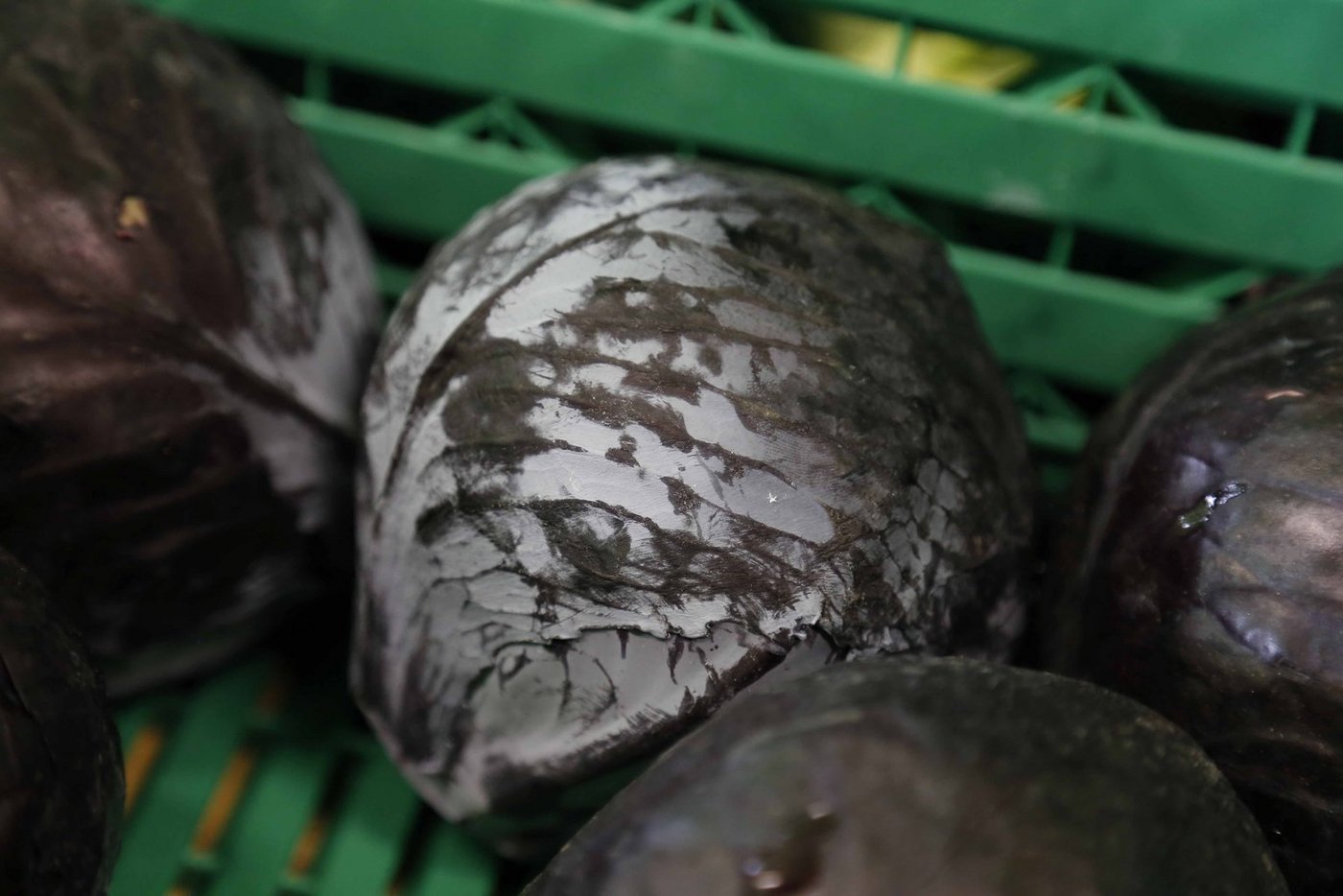 Jährlich verzehren Schweizerinnen und Schweizer etwas mehr als ein Pfund Rotkraut pro Kopf. (Bild lid/ji)