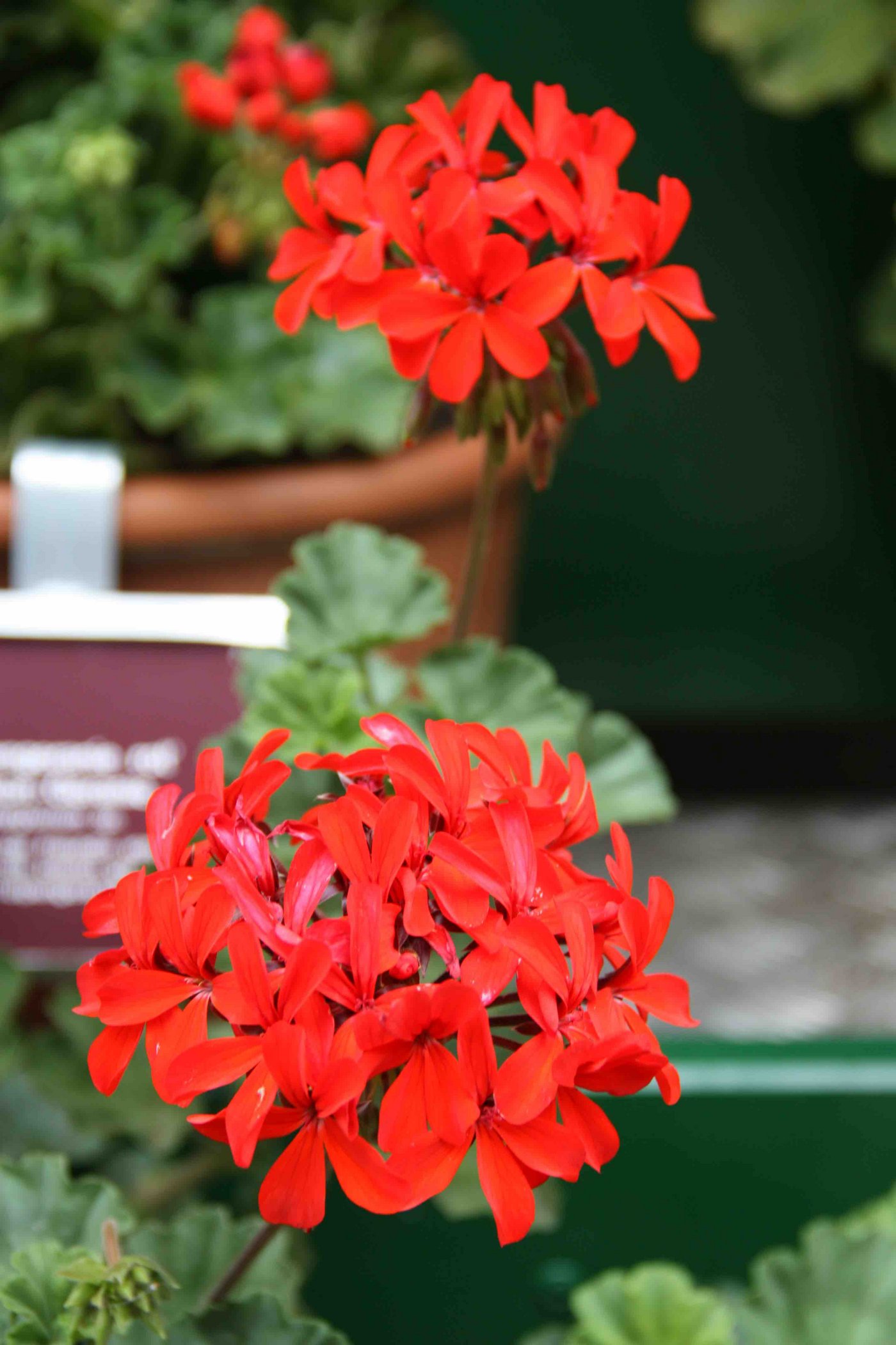 Pro Specie Rara will alte Geraniensorten wie hier die "Stadt Bern" erhalten. (Bilder aw)