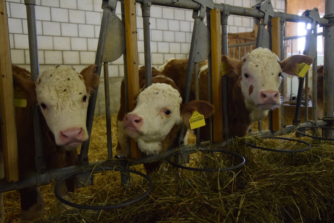 Es herrschen ideale Bedingungen für Stallfliegen. Damit diese nicht zur Plage für das Tier werden, sollten sie so früh wie möglich bekämpft werden. (Bild ke)