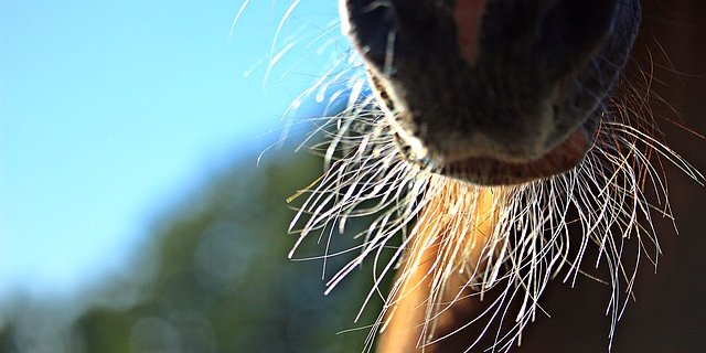 Das 15-jährige Mädchen fiel beim Reiten vom Pferd. (Bild Pixabay)