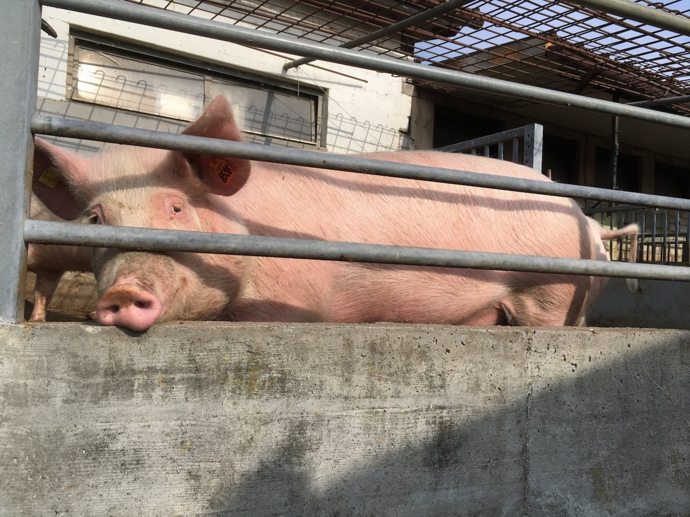Die Schweine haben einen befestigten Auslauf, wo sie die Frühlingssonne geniessen können.. (Bild jsc)