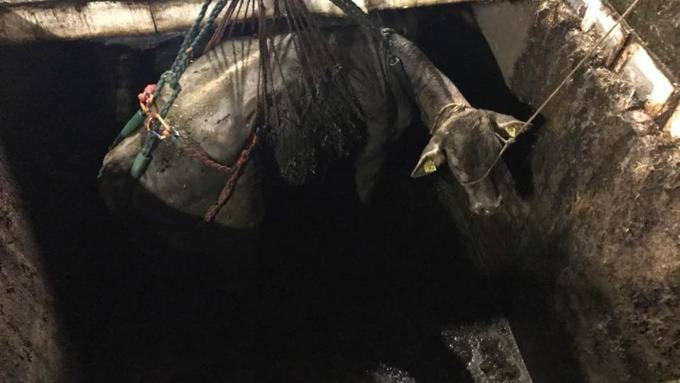 Kuh Paula brauchte nach ihrer Rettung nicht einmal ärztlichen Beistand. (Bild Feuerwehr Mittleres Wynental )