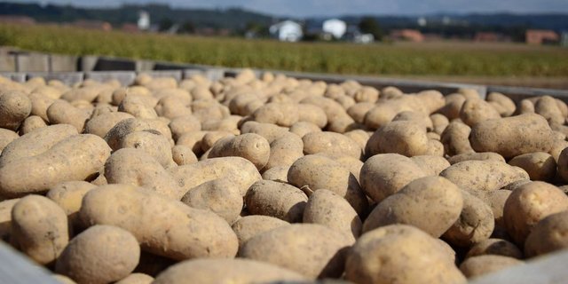 Geerntete Kartoffeln