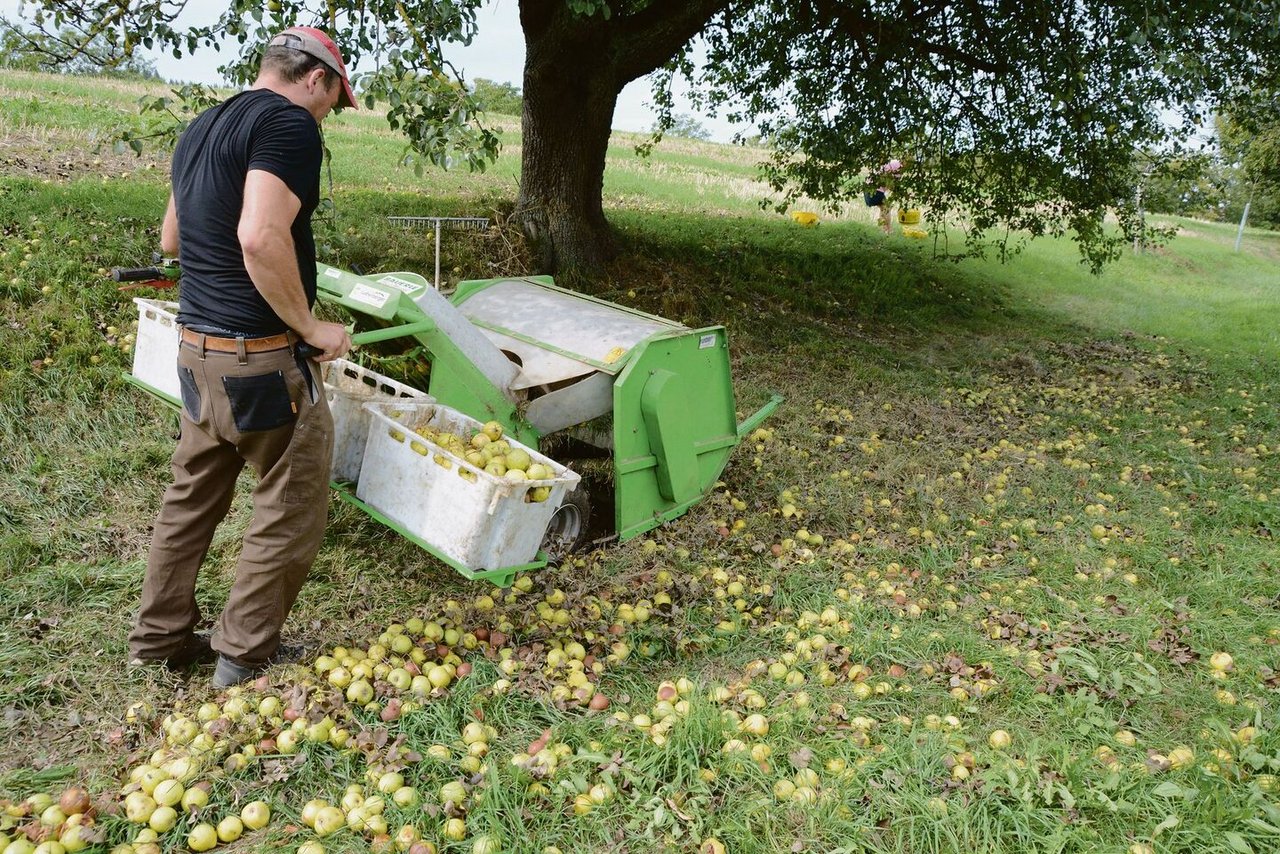 Eine wirtschaftliche Mostobstproduktion im grossen Stil ist nur mit einer maschinellen Ernte möglich.