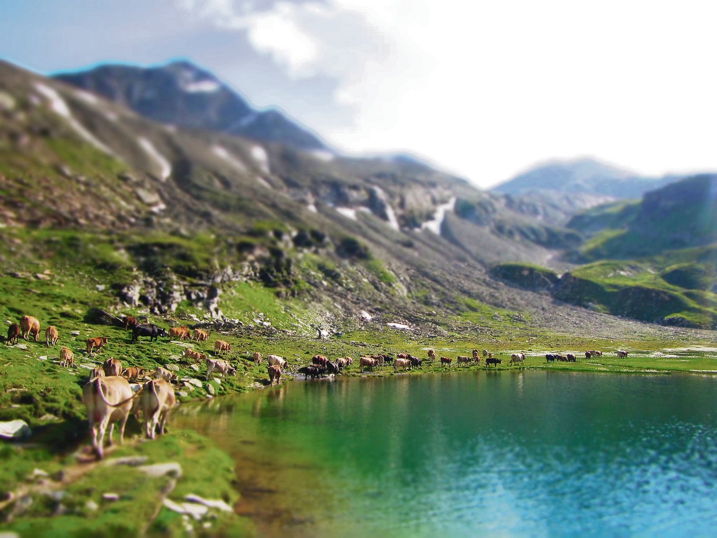 Die Mutterkuhherde vor einer traumhaften Kulisse am Guraletschsee auf einer Höhe von 2400 m ü. M.
