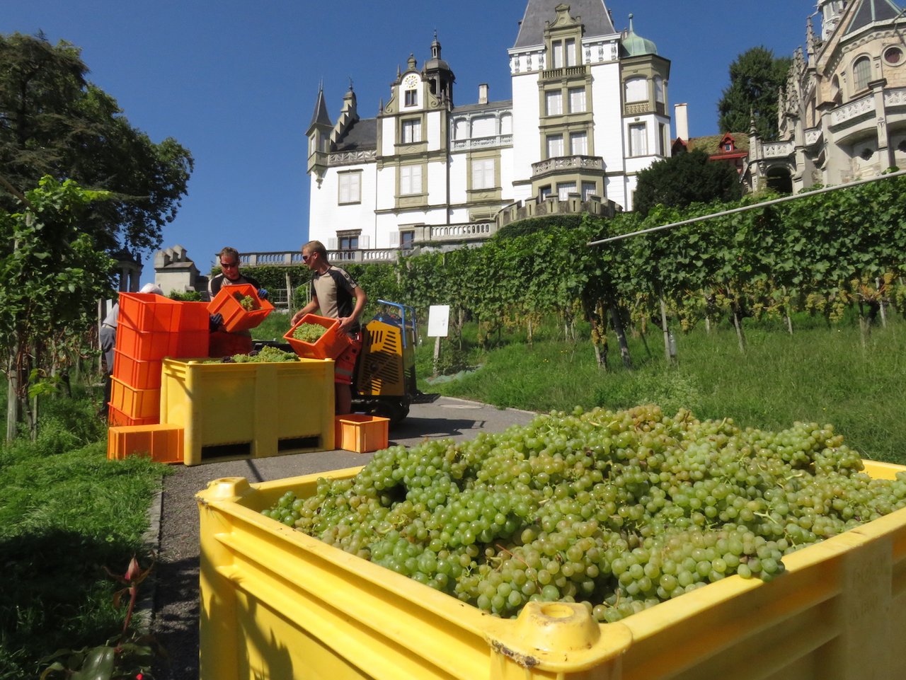 Lese der Weintrauben beim Schloss Meggenhorn in Meggen am Vierwaldstättersee. (Bilder js)