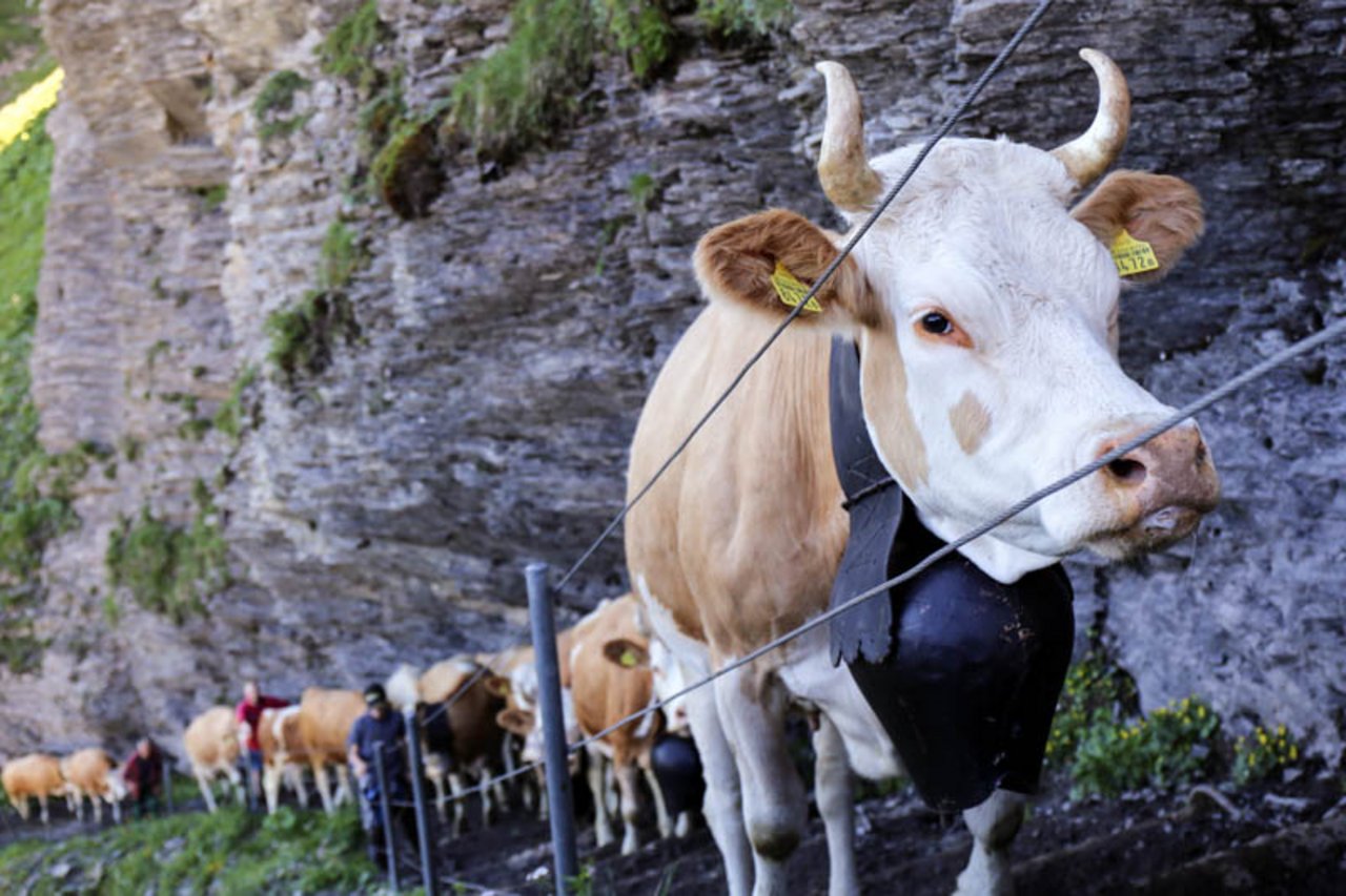 Die meisten Kühe kennen den Weg von der Seilbahnstation «Unter dem Birg» auf das Hochplateau der Engstligenalp. (Bilder zVg)