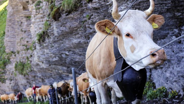 Die meisten Kühe kennen den Weg von der Seilbahnstation «Unter dem Birg» auf das Hochplateau der Engstligenalp. (Bilder zVg)